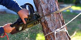 How Our Tree Care Process Works  in  Urbana, IL