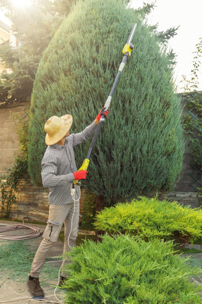 Best Sod Installation  in Urbana, IL